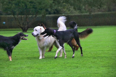 Hundewiese Eickhorst